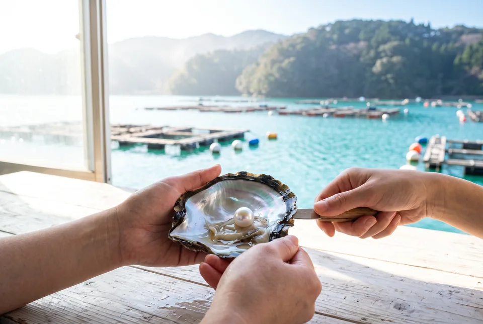 Pearl farm in Japan with an opened Akoya oyster
